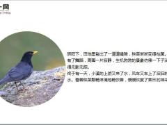 每日保险故事风车与小溪9页.ppt