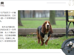 每日保险故事捡到的名犬7页.ppt