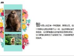 每日保险故事短尾猴的机会8页.ppt