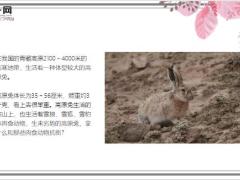 每日保险故事跑向山顶的高原兔7页.ppt
