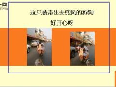 每日快乐早会19年8月14日使用12页.ppt