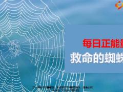 每日正能量救命的蜘蛛网5页.ppt