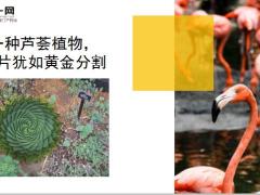 每日快乐早会19年12月27日使用12页.ppt