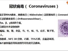 新型冠状病毒性肺炎29页.pptx