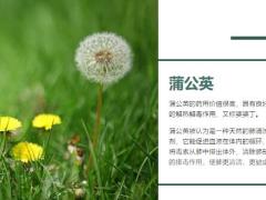 每日健康忠告肺部的天然清道夫来了每天泡水喝清肺化痰排毒6页.ppt
