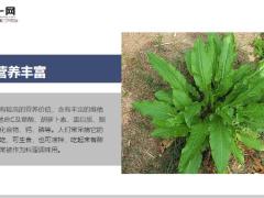 每日健康农村田地里的野菠菜营养价值高还能治疗皮肤瘙痒等症8页.ppt