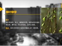 每日健康人参一斤不如它一株辅助降血压防三高15页.ppt
