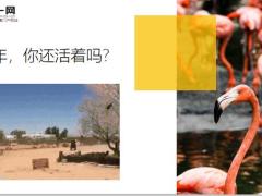 每日快乐早会20年7月1日使用12页.ppt