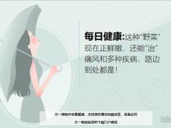 每日健康这种野菜现在正鲜嫩还能治痛风和多种疾病路边到处都是15页.ppt