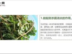 每日健康马齿笕加白酒泡一泡白发变黑发白发没了秃发没了早知益健康7页.ppt
