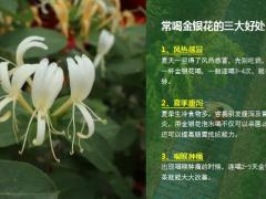 每日健康它为夏日良药搭配这8种东西一起喝养生防病还解暑12页.ppt