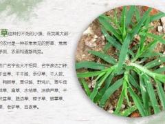 每日健康农村茅厕旁一种野草人称踩不死却是防治风湿的良方9页.ppt