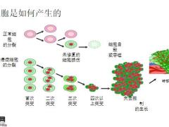 癌症预防行为科普癌症事实防癌误区35页.pptx