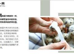 每日健康鹌鹑蛋也是一味中药这样吃治头昏耳鸣9页.ppt
