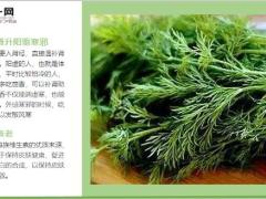 每日健康吃饺子肉馅里只要加点这个吃一顿胜吃药8页.ppt