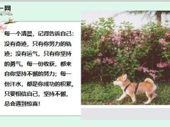 每日鸡汤只要向着阳光前行办法总会比困难多.zip