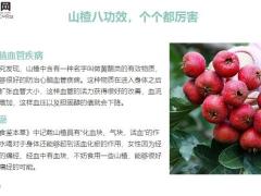 每日健康山楂是养生高手这样搭配还能缓解身体的小毛病12页.ppt
