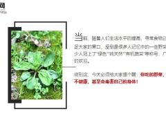 每日健康蕨菜是唯一致癌的蔬菜春天正当季千万要注意8页.ppt