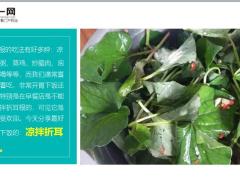 每日健康天然植物青霉素找到抗菌抗病毒化痰止咳好夏天要多吃5页.pptx
