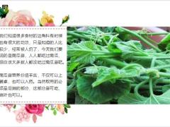 每日健康原来南瓜藤这么厉害以后可别再傻傻扔掉啦12页.ppt