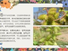 每日健康十个人九个腰疼每天一物煮水喝腰不疼腿不酸5页.ppt