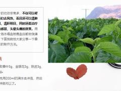 每日健康一叶治百病经常用这种叶子泡水喝血液好疾病绕道走12页.ppt