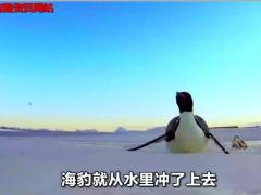 激励视频一只小企鹅的励志故事真是让人又笑又哭结局有种莫名的感动.rar