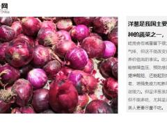 每日健康为什么说洋葱尽量少吃最好不吃吗10页.ppt