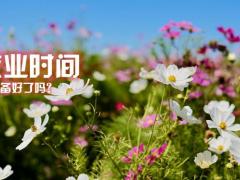 2022春天鲜花早会流程模板10页.ppt