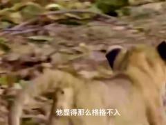 激励视频小狮子多次被狮群抛弃励志求生感动无数人.rar