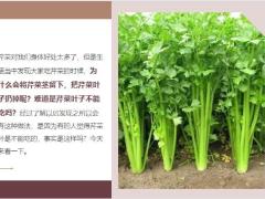 每日健康芹菜叶子可以吃吗很多人或许不清楚听医生怎么讲11页.ppt