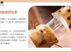 每日健康这5种有黏液的菜最养人补脾胃抗衰老调节免疫力11页.pptx