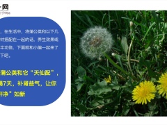 每日健康蒲公英和它天仙配连喝7天补肾益气让你肝净如新10页.pptx