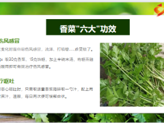 每日健康香菜这种很多人都讨厌的蔬菜对身体超级好8页.pptx