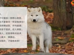 每日正能量人宁可做狼也不做羊9页.pptx