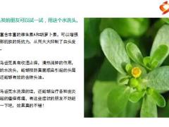每日健康马齿苋加啤酒对头发特别好5页.pptx