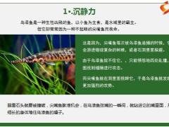 每日正能量人生下半场最难得的四种能力11页.pptx