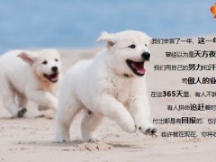 保险公司庆生早会流程司训15页.pptx