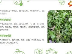每日健康农村一种野菜荠菜隔三差五吃点它身体好一点5页.pptx