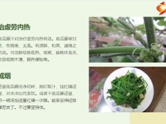 每日健康南瓜的叶子是个宝可惜知道的人太少12页.pptx