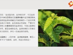 每日健康人到中年血液越来越稠桑叶子泡水喝血栓高血压绕道走18页.pptx