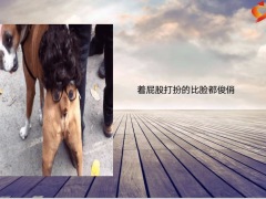 每日快乐早会23年1月5日使用12页.pptx