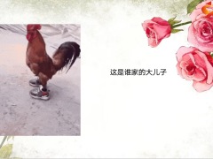 每日快乐早会23年1月6日使用12页.pptx