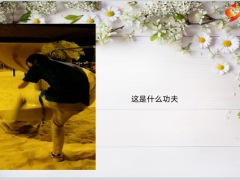 每日快乐早会23年1月12日使用12页.pptx
