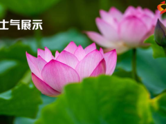 夏天荷花荷叶早会流程模板10页.pptx