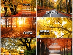 秋天黄色落叶早会流程模板10页.pptx 