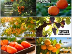 秋天丰收板栗柿子早会流程模板10页.pptx 