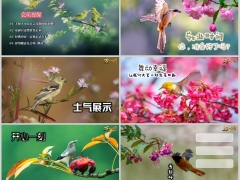 2026春天花鸟版早会流程PPT模板10页.pptx 