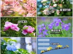 2026春天早会流程彩色鲜花版PPT模板10页.pptx 