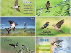 2026春天早会流程双飞燕子PPT模板10页.pptx 